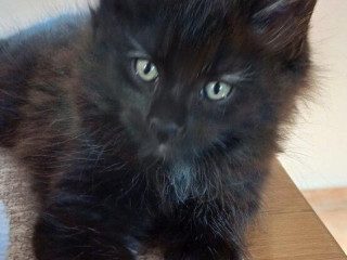 mainska-myvalia-maine-coon