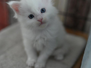 mainska-myvalia-maine-coon-mco