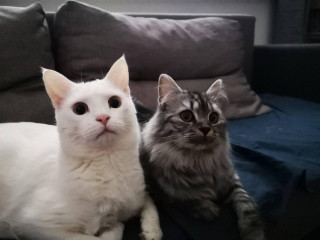 darujem-2-vykastrovane-macky-komplet-vybavenie