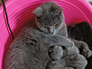 britske-modre-maciatka-prijimam-rezervacie