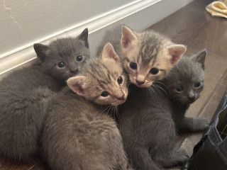 polobritske-maciatka