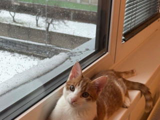 kocur-rudolf-zadarmo