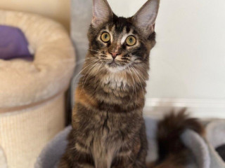 maine-coon-mainska-myvalia-macka-s-pp
