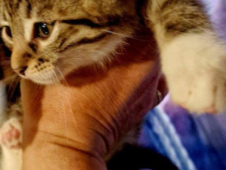 mix-maine-coon