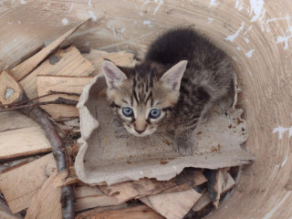 maciatka