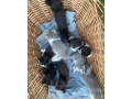 darujem-maciatka-do-dobrych-ruk-small-0