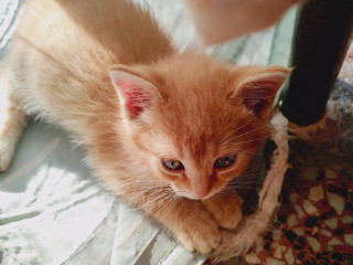 maciatka