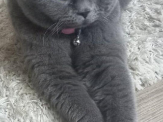 britsky-kocur-na-krytie