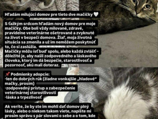hladam-milujuci-a-zodpovedny-domov-pre-macicky