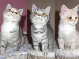 britske-maciatka-bez-pp