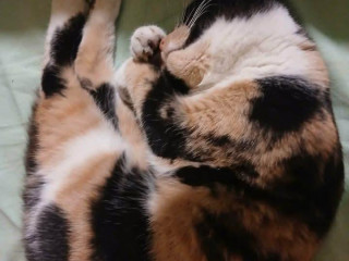 zhanam-trojfarebne-maciatko-macicku