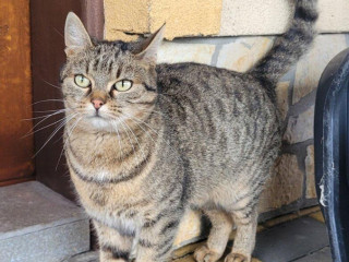 darujem-macicku-laru