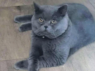 britsky-kocur-krytie