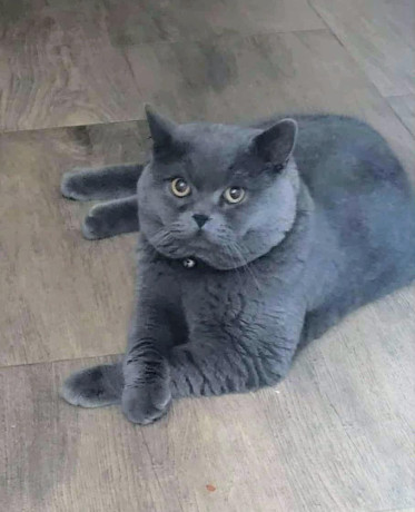 britsky-kocur-krytie-big-0