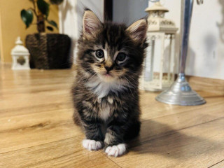 maine-coon-mainska-myvalia