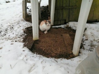 darujem-trojfarebne-maciatko-macicku-na-dvor