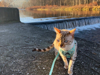 hladam-kocura-pre-bengalsku-macku