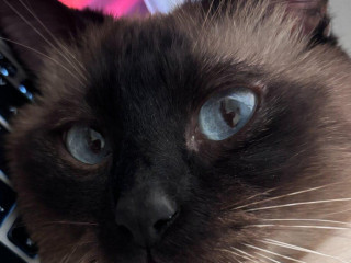 siamsky-kocur-krytie