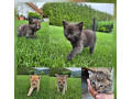 darujeme-maciatka-small-0