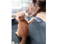 posledny-garfield-v-ponuke-small-0