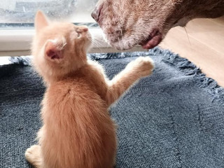 posledny-garfield-v-ponuke
