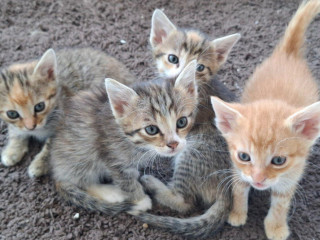 maciatka
