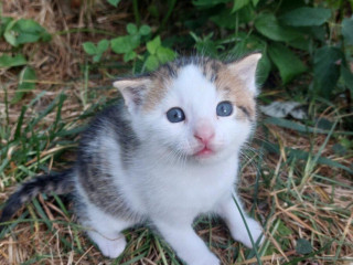 maciatko