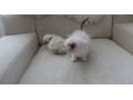 maciatka-ragdoll-aktualne-k-odberu-small-0