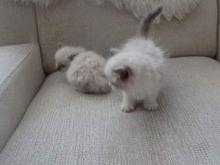 maciatka-ragdoll-aktualne-k-odberu