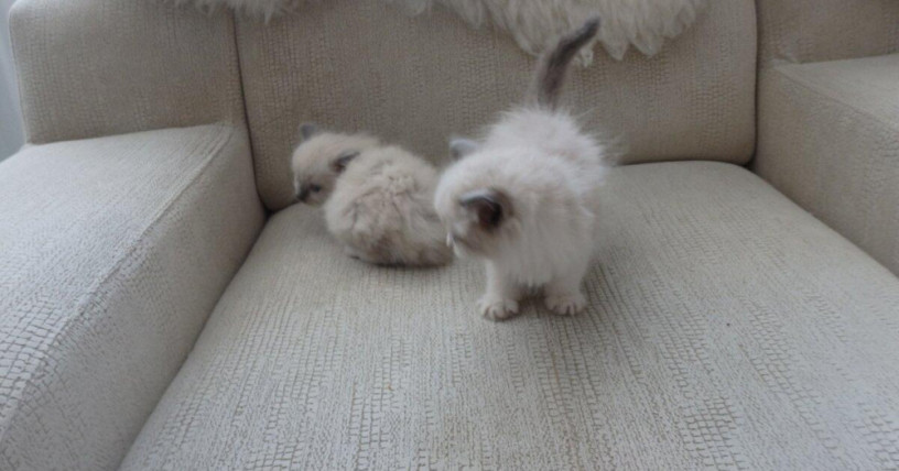 maciatka-ragdoll-aktualne-k-odberu-big-0