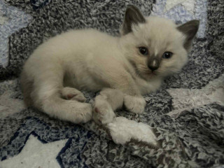 ragdoll