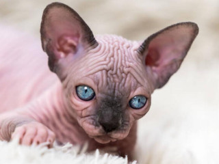 hladam-maciatko-macicku-sphynx