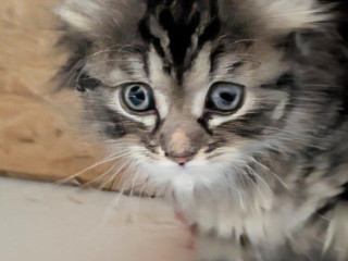 maciatko