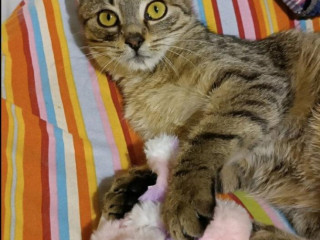 roztomily-kocurik-hlada-svoj-milujuci-domov