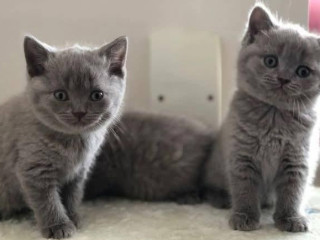 britske-maciatka-s-pp