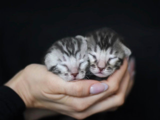 bengalske-maciatka-s-pp