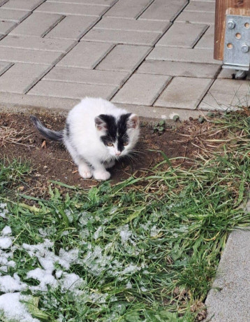 darujem-maciatka-big-0