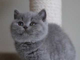 k-dispozicii-su-britske-kratkosrste-maciatka