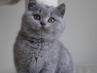 nadherne-britske-kratkosrste-maciatka-pripravene-na-predaj