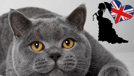kupim-britsku-macku-big-0
