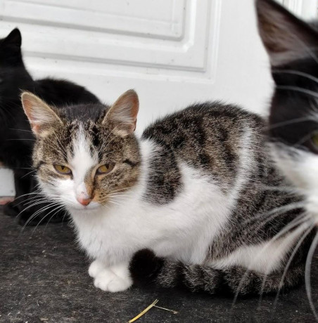 darujem-macicky-big-0