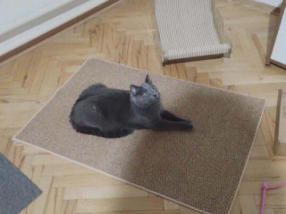 darujem-polobritsku-macku