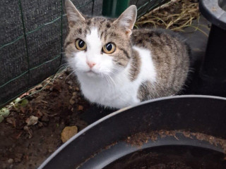 darujem-9mesacnu-macicku