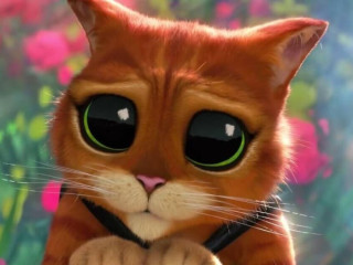 kupim-maciatko-britskeho-kocurika