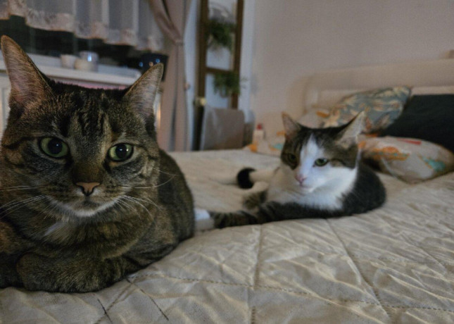 kocurik-a-macicka-big-0