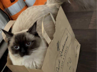 hladam-ragdoll-kocura