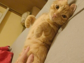 darujem-dvoch-kocurov-a-jednu-macicku