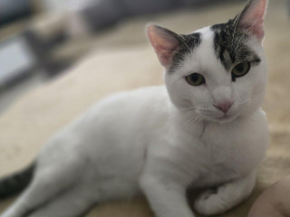 darujem-kocurika-do-dobrych-ruk