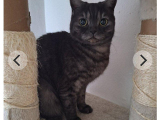 lili-britska-macicka