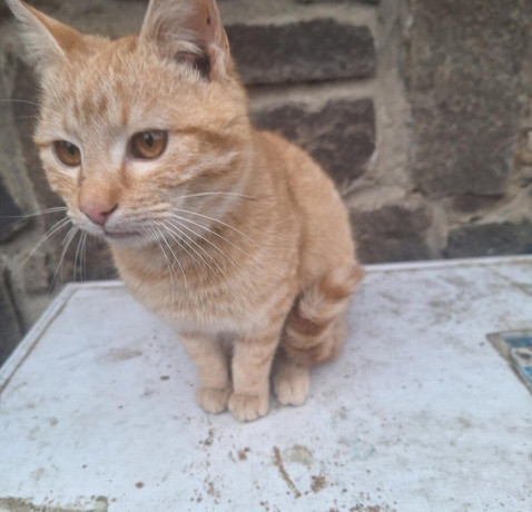 darujem-kocurika-big-0